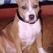 Photo d'American staffordshire terrier