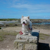 Photo de West highland white terrier