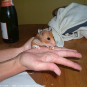 Fond d'cran avec photo de Hamster