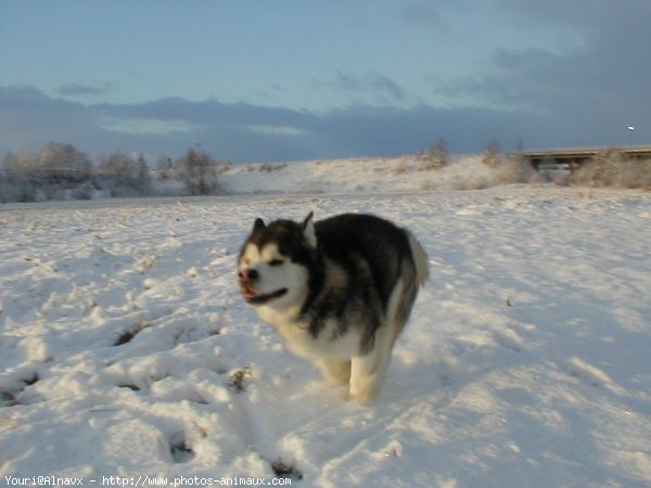 Photo de Malamute de l'alaska
