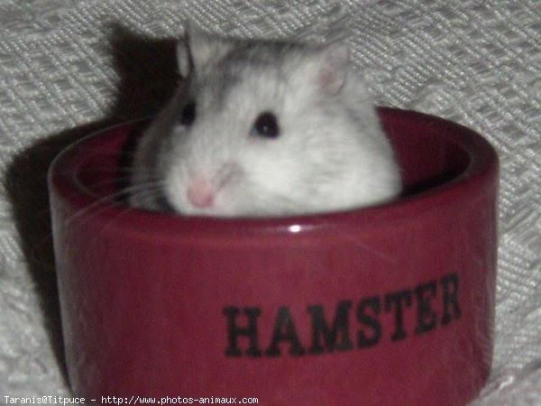 Photo de Hamster