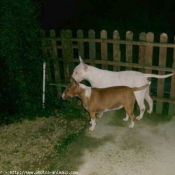 Photo de Bull terrier miniature