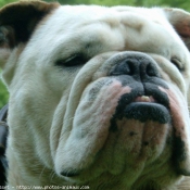 Les fonds d'cran Chiens de bulldog