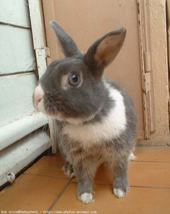 Photo de Lapin