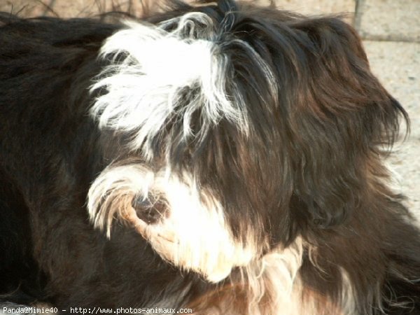 Photo de Terrier tibetain