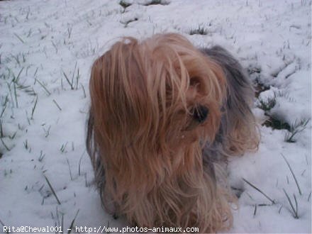 Photo de Yorkshire terrier