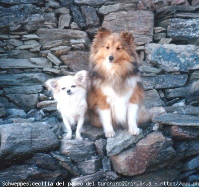Photo de Chien de berger des shetland