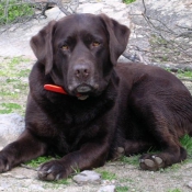 Fond d'cran avec photo de Labrador retriever