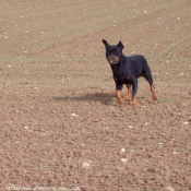 Photo de Rottweiler