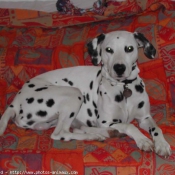 Photo de Dalmatien