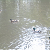 Photo de Canard