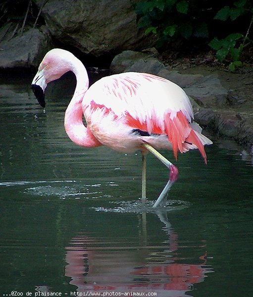 Photo de Flamand rose