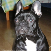 Photo de Bouledogue franais