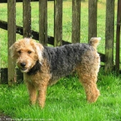 Photo de Welsh terrier