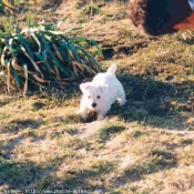 Photo de West highland white terrier
