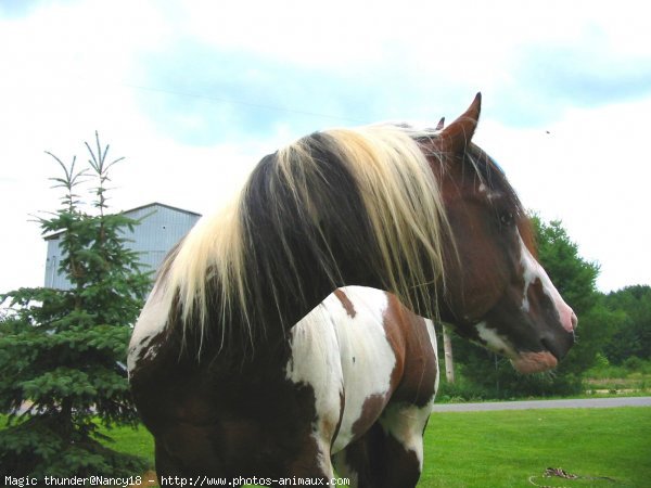 Photo de Paint horse