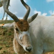 Photo d'Antilope