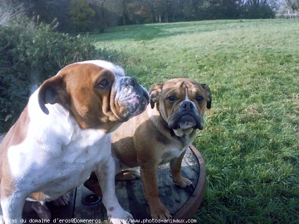 Photo d'Olde english bulldogge