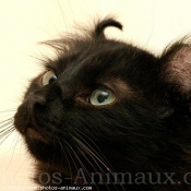 Photo d'American curl poil long