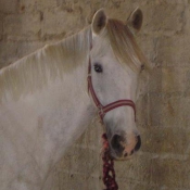 Photo de Poney franais de selle