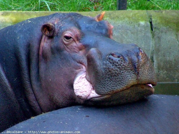 Photo de Hippopotame