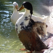 Photo de Canard