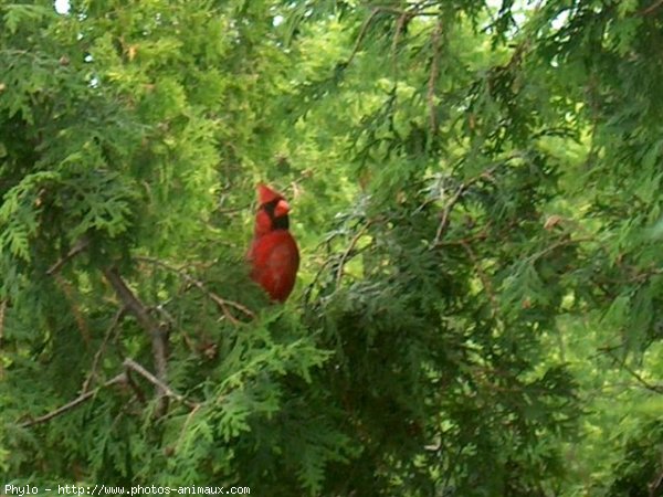 Photo de Cardinal rouge