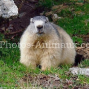 Fond d'cran avec photo de Marmotte