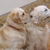 Photo de Golden retriever