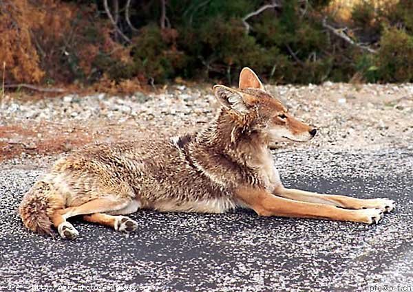 Photo de Coyote