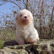 Photo de Coton de tulear