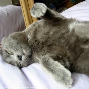 Photo de Chartreux