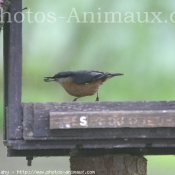 Photo de Races diffrentes