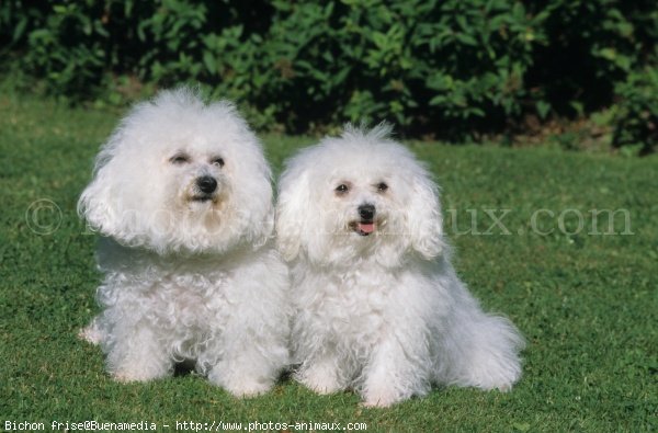 Photo de Bichon  poil fris