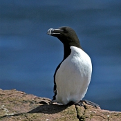Photo de Petit pingouin