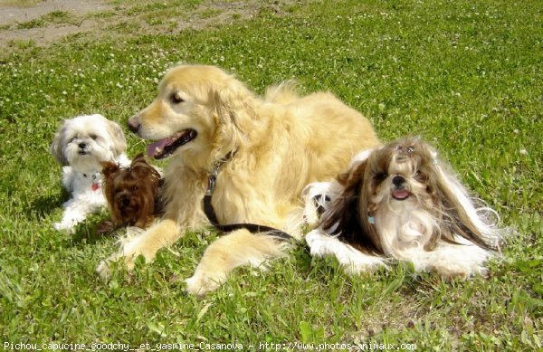 Photo de Races diffrentes