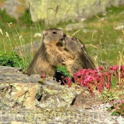 Photo de Marmotte