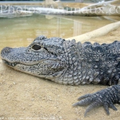 Fond d'cran avec photo de Crocodile