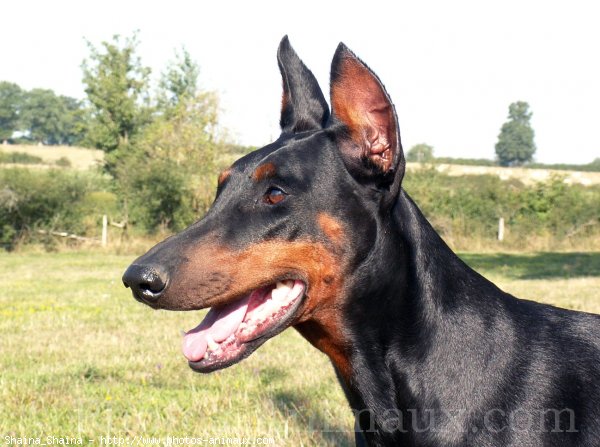 Photo de Dobermann