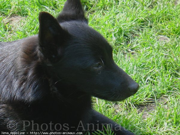 Photo de Schipperke