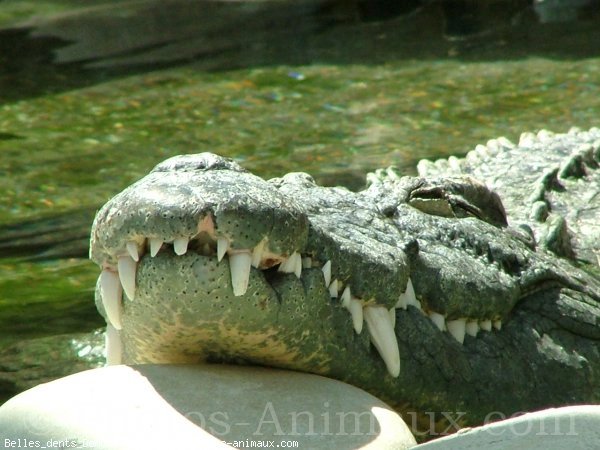 Photo de Crocodile