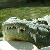Photo de Crocodile