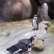 Photo de Pingouin
