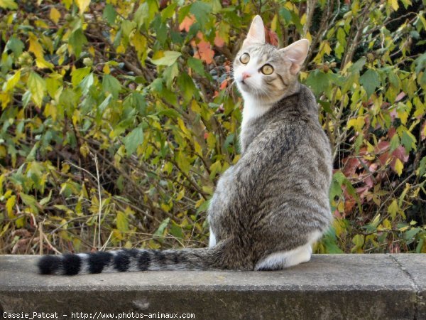 Photo de Chat domestique