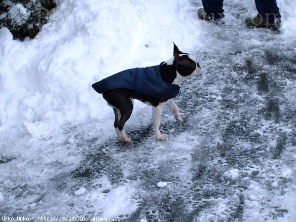 Photo de Boston terrier