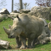 Photo de Rhinocéros