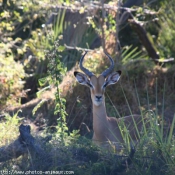 Photo d'Antilope