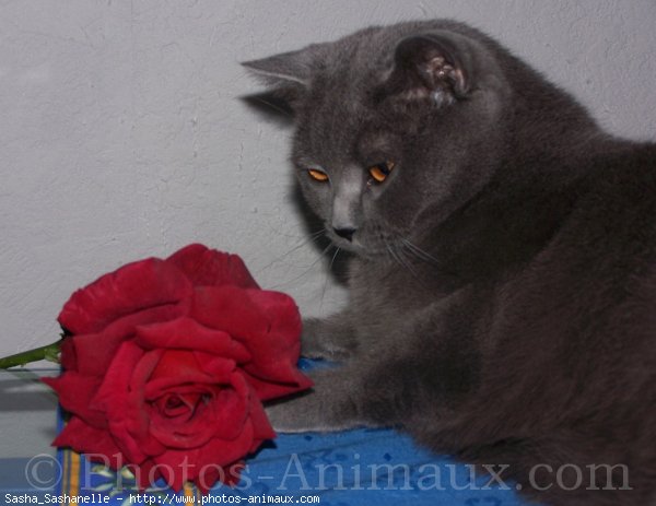 Photo de Chartreux