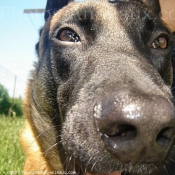 Photo de Berger belge malinois