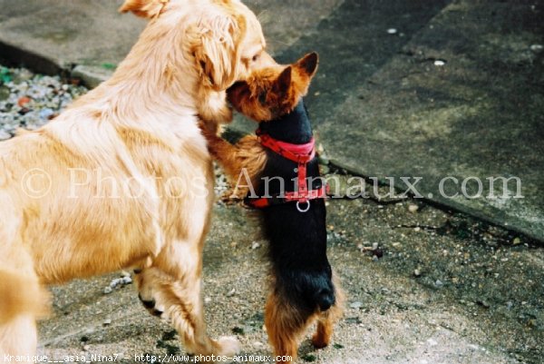 Photo de Yorkshire terrier
